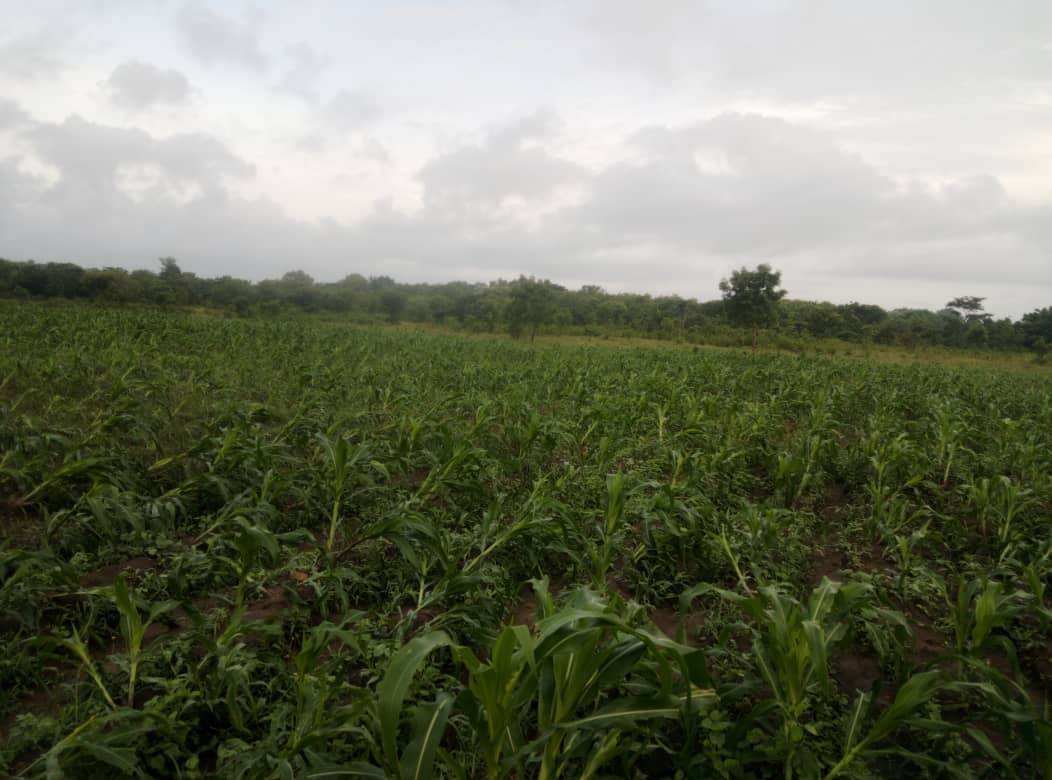 TERRAIN AGRICOLE